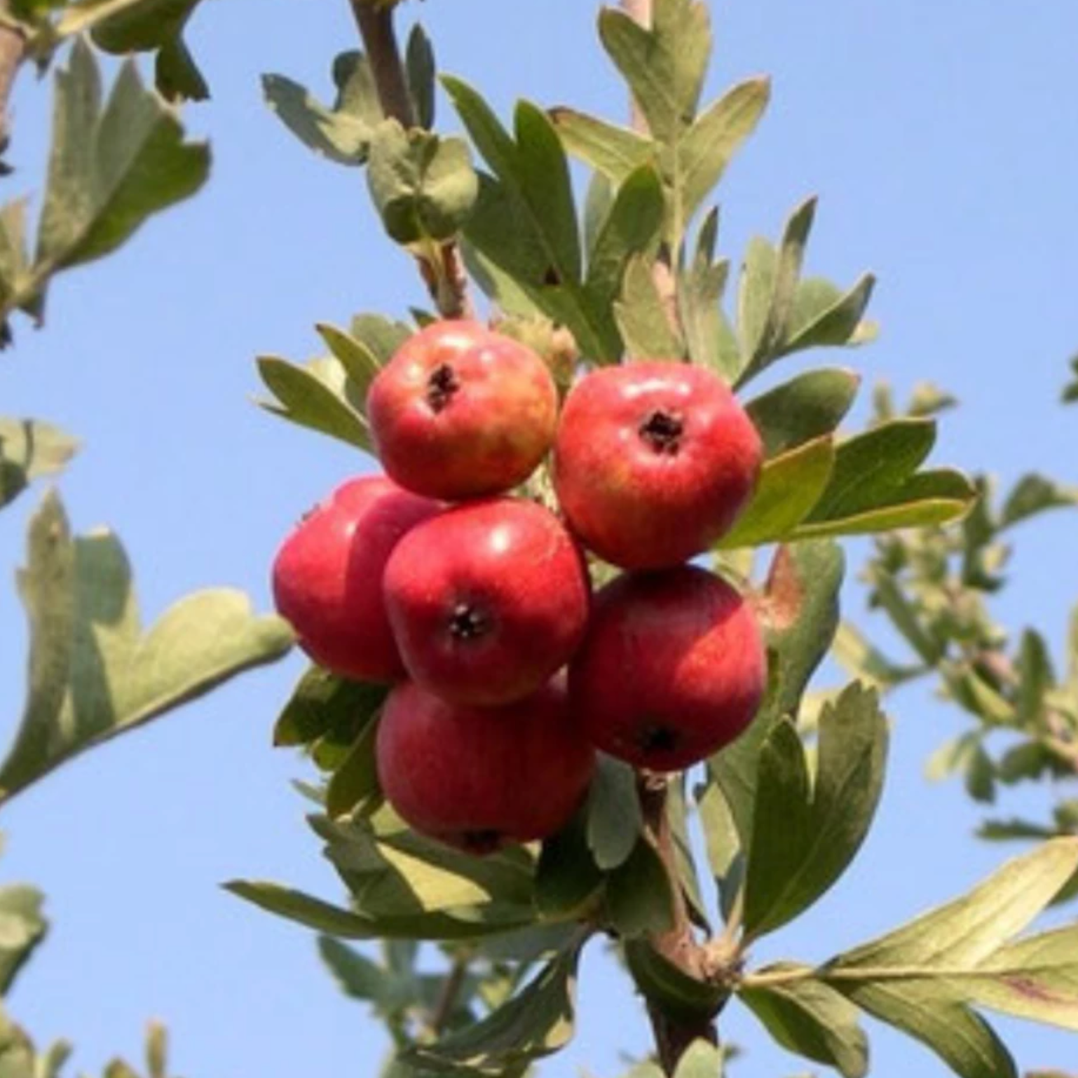 Azérolier Rouge / Aubépine / 1m et plus / 5L