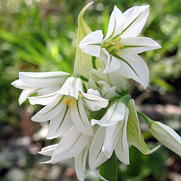 Fleurs  d'ail à trois angles  (par 20)