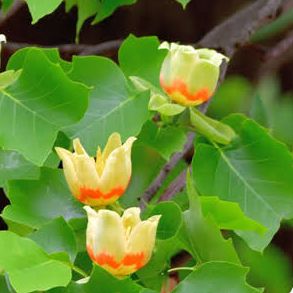 Tulipier de Virginie - Liriodendron tulipifera