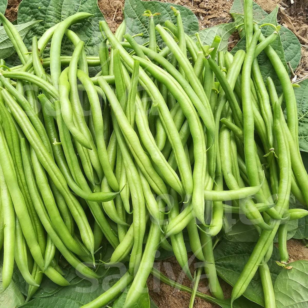 Haricots vert