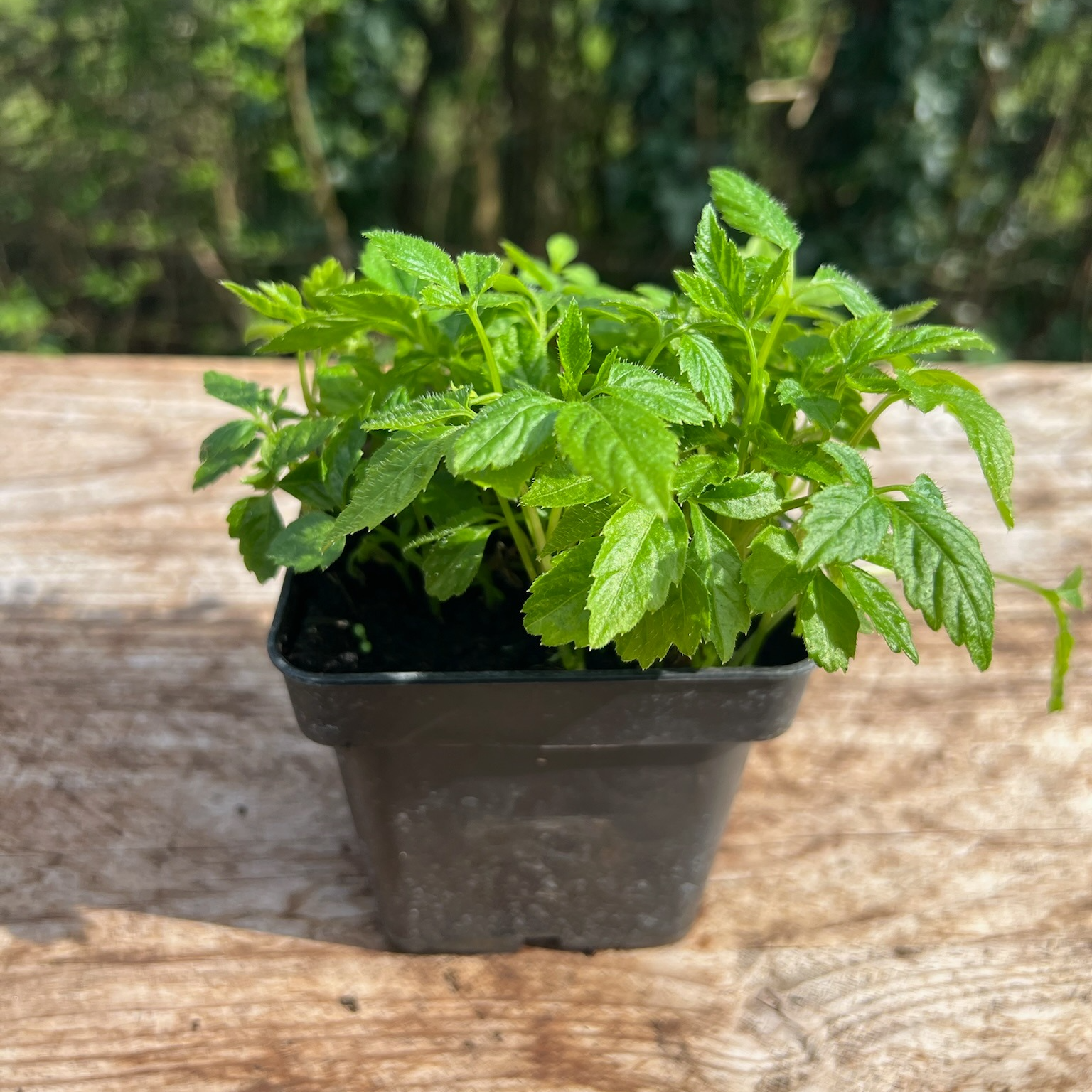 Plant Herbe De L’Immortalité Bio (Jiaogulan) - 650g