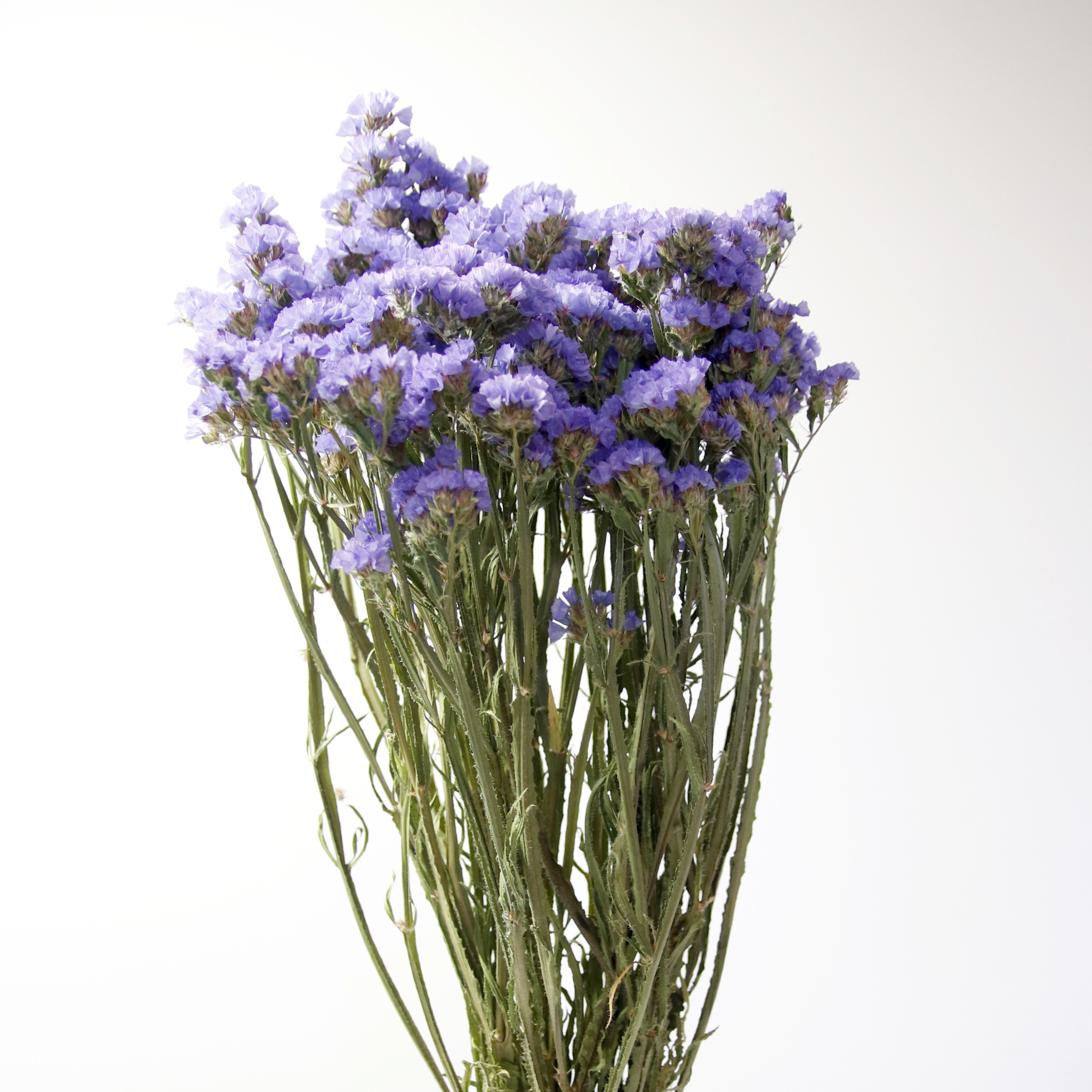 Statice bleu séché