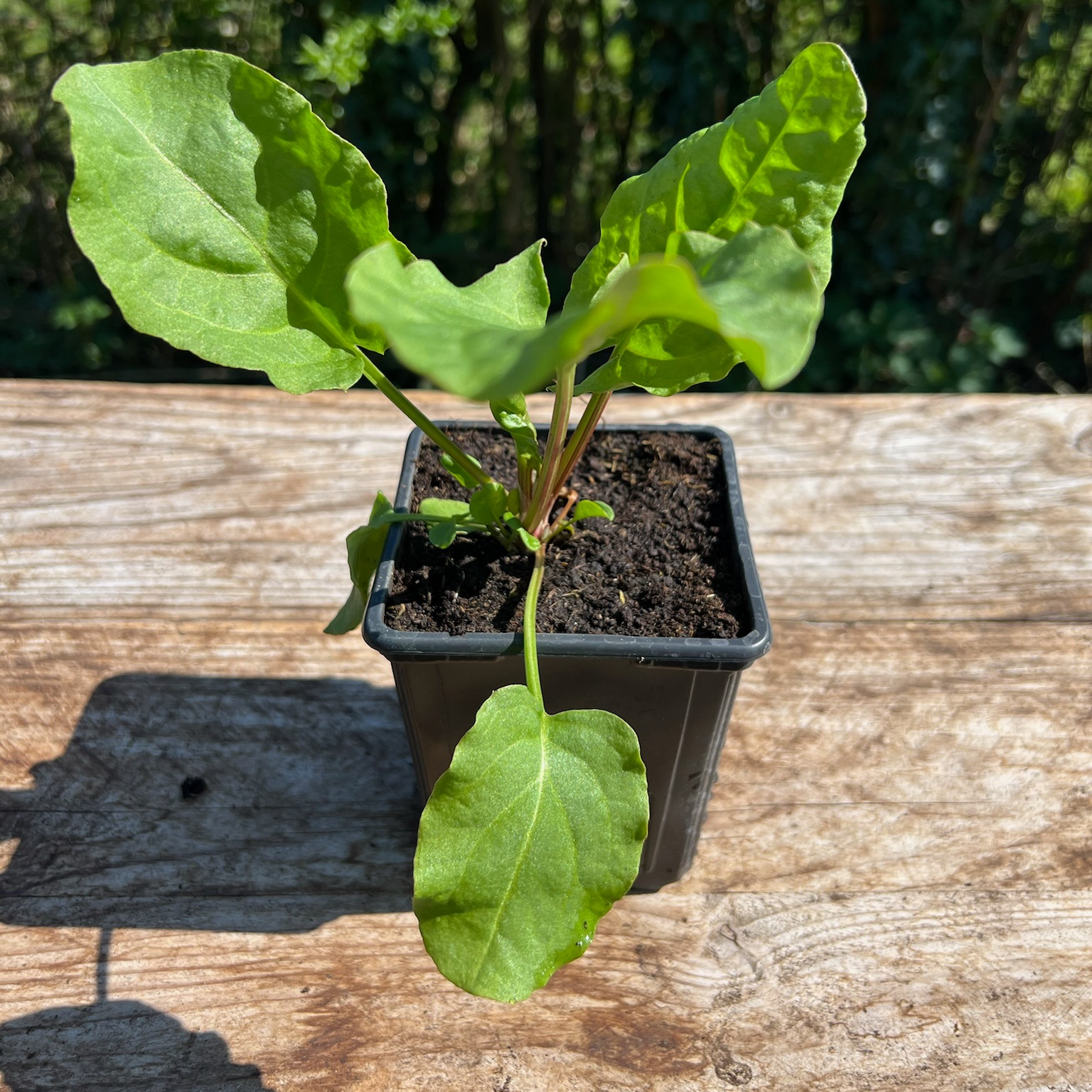 Plant Oseille Verte Bio - 650g