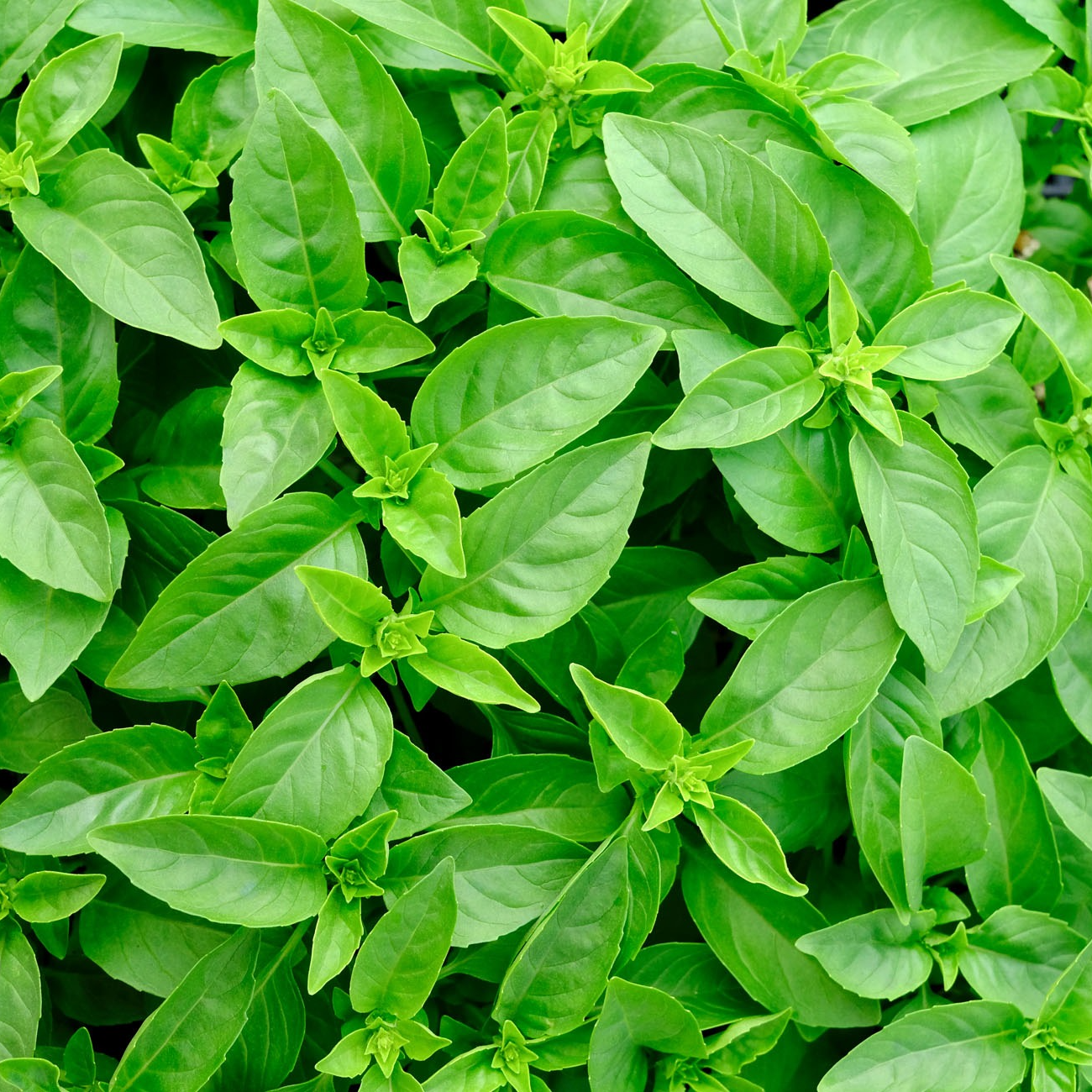 Basilic marseillais (bouquet)