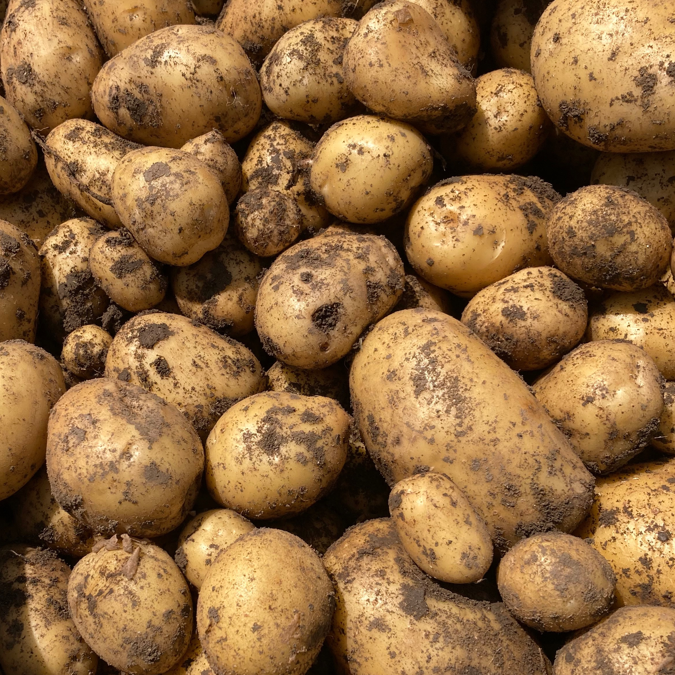 PDT ‘Maiwen’ (polyvalente)