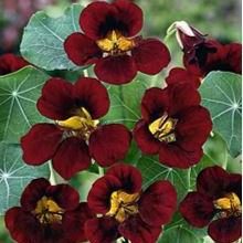 Capucine 'Black Velvet' - godet 8 cm