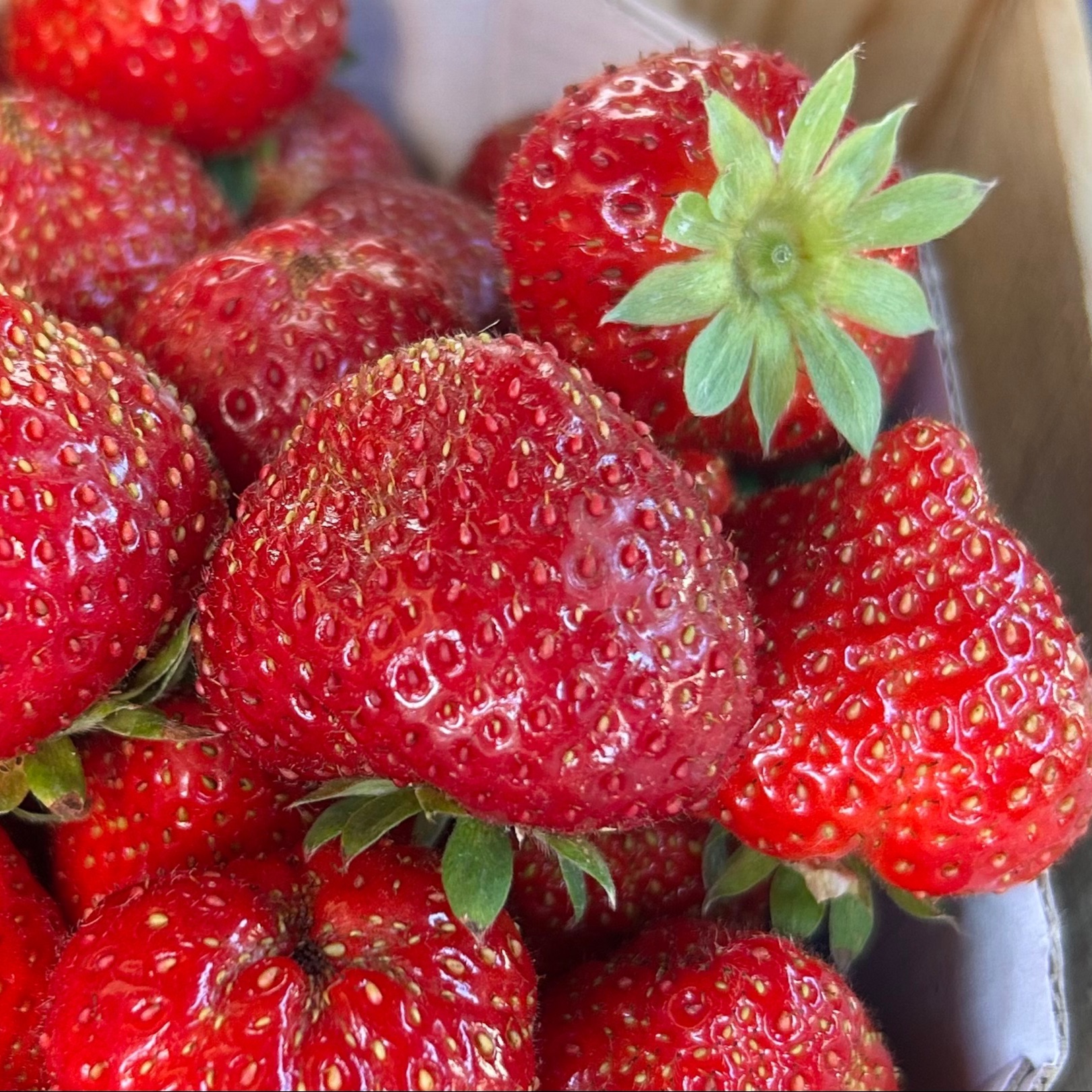 Fraise Charlotte
