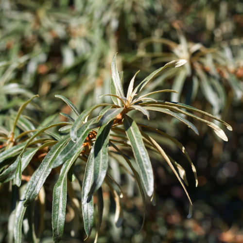 ARGOUSIER MOLDOVIA Mâle Bio