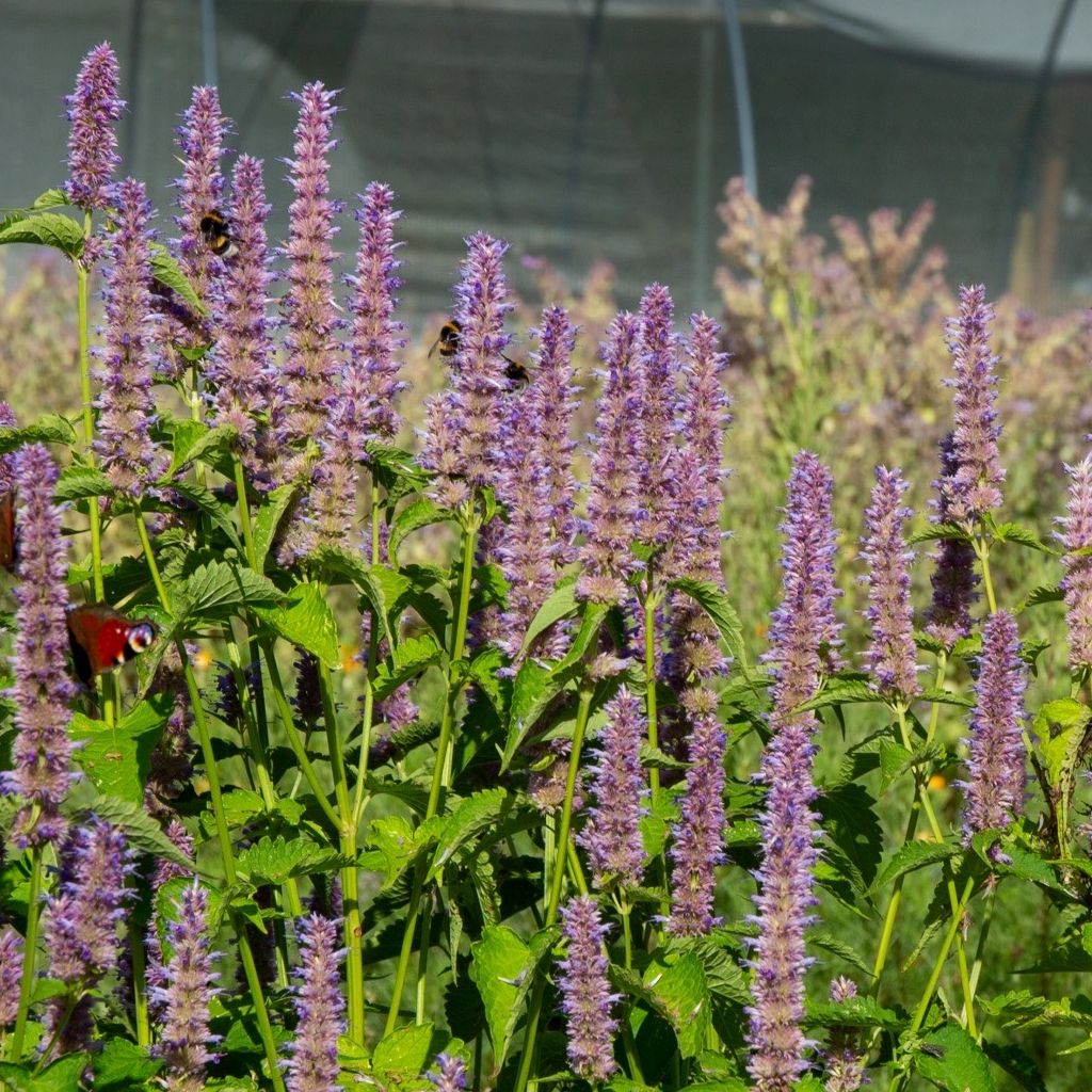 Agastache anisée