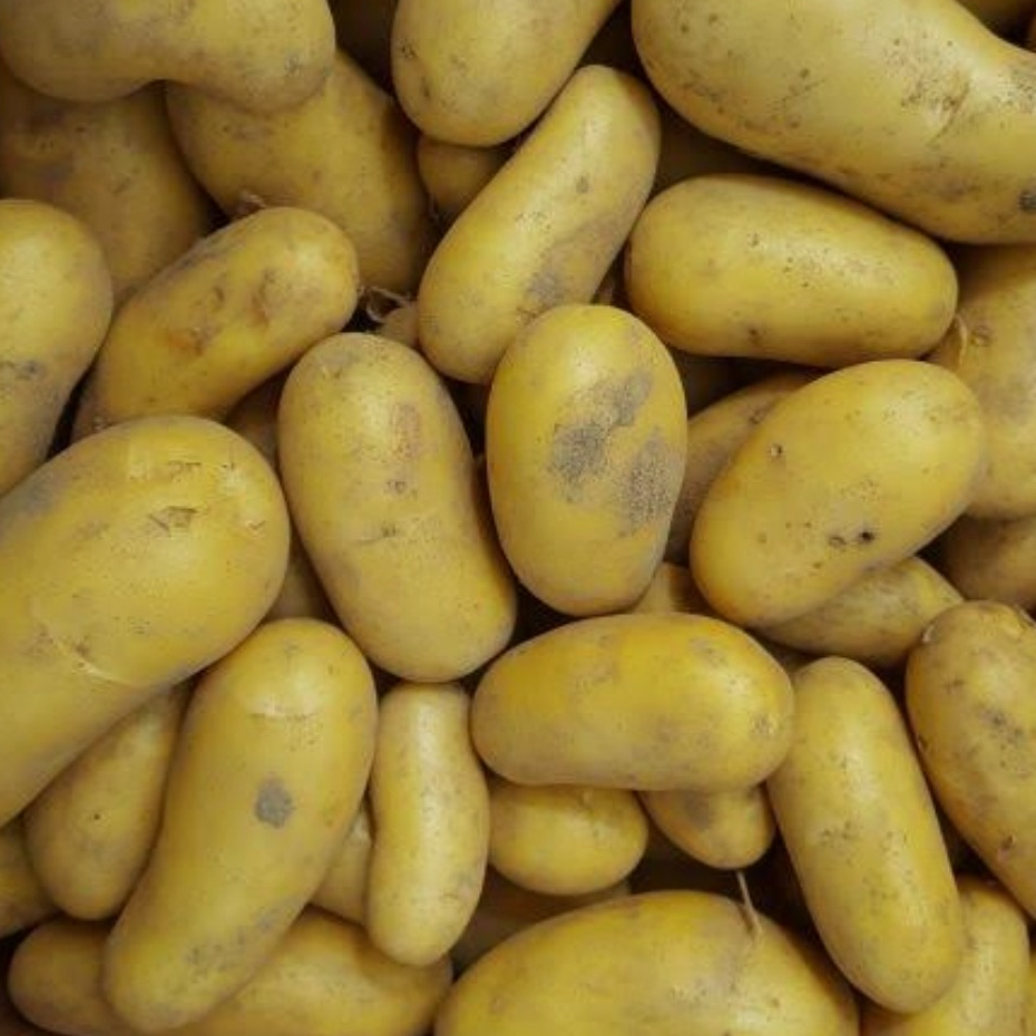 Pomme de terre "Allians"