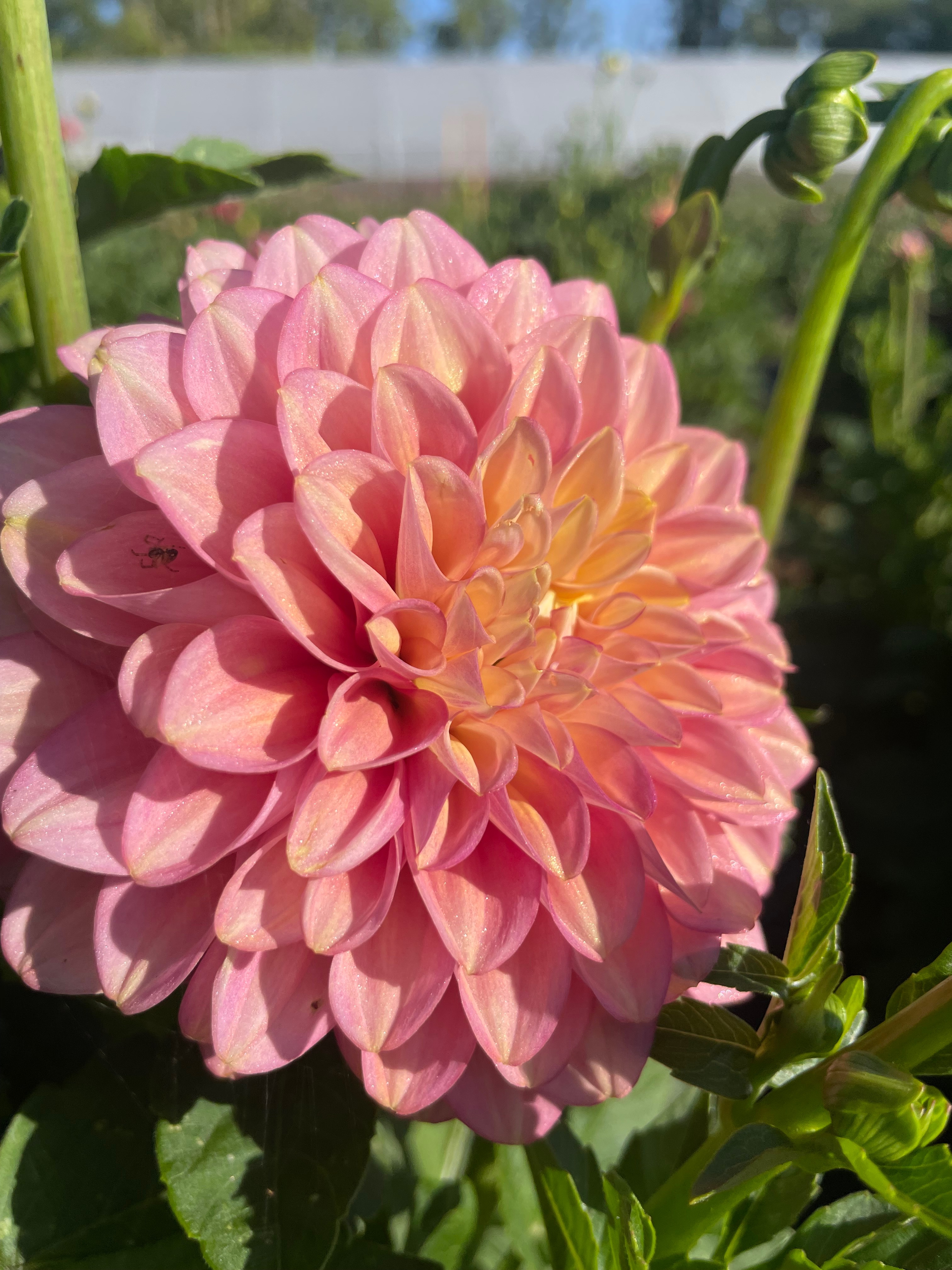 Dahlia nuances ROSE IRISÉ - x 10 tiges