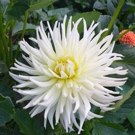 Tubercule - Dahlia White star