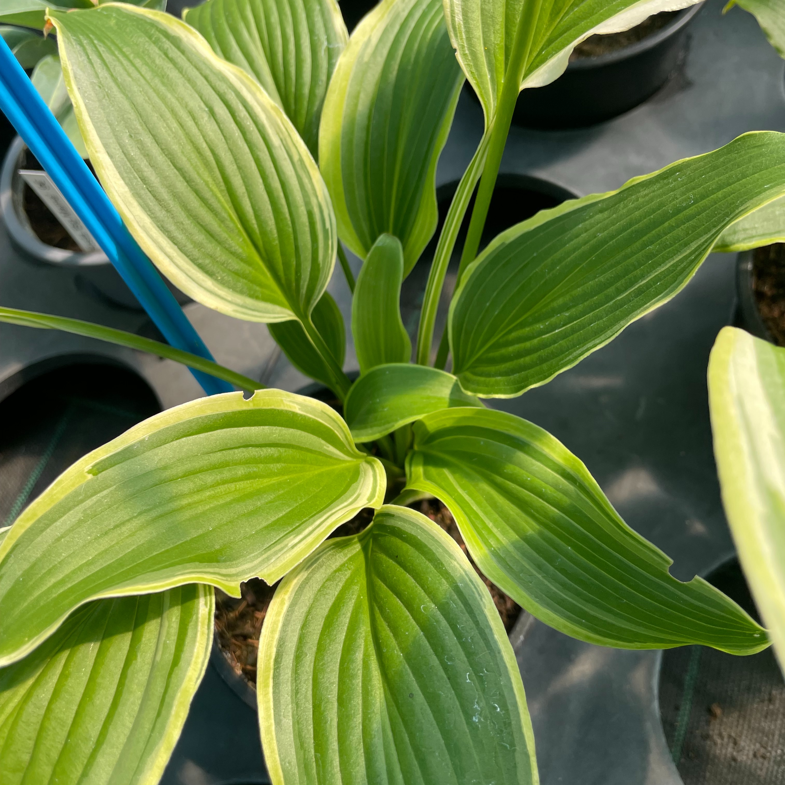 Hosta ‘Kifukurin Hyuga’