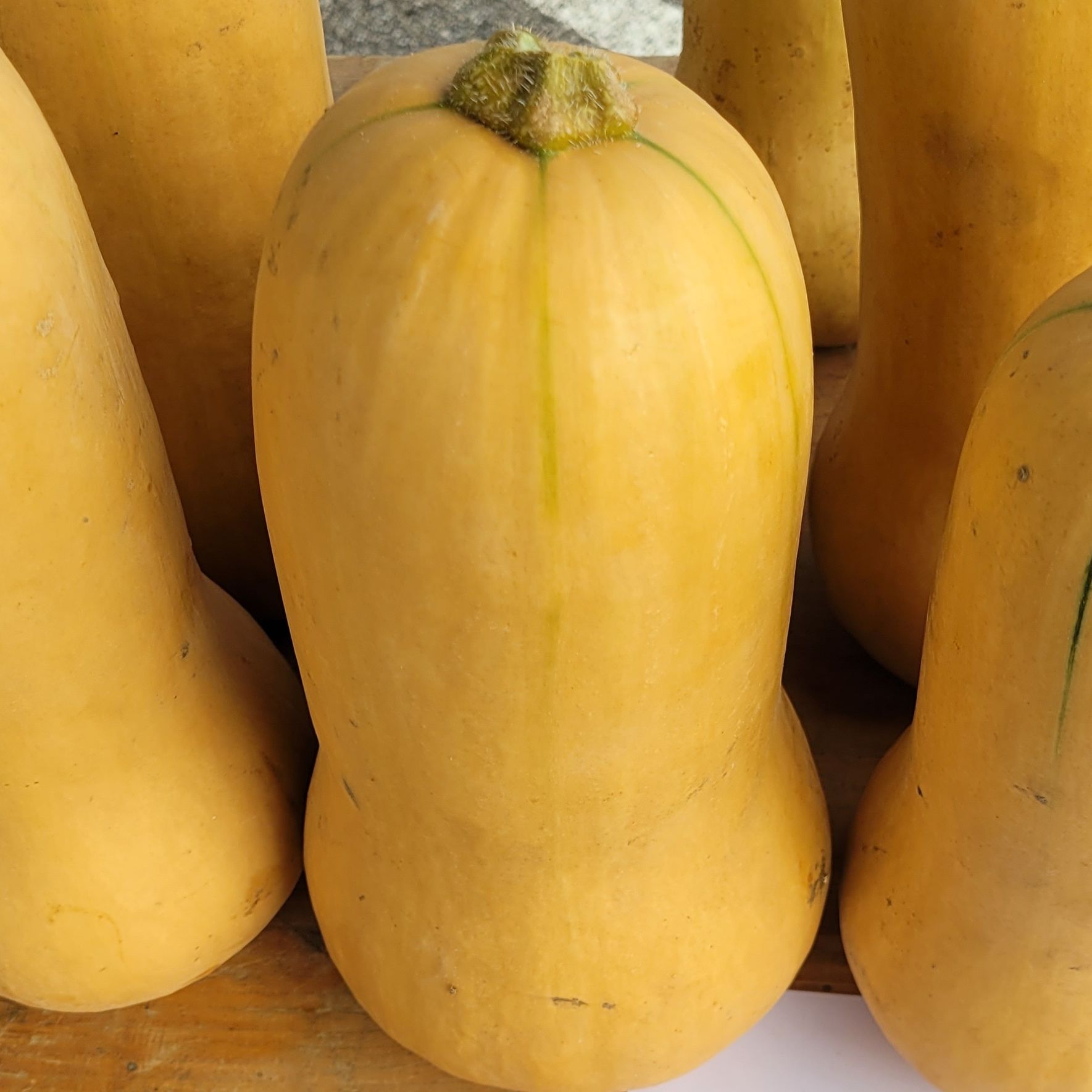 BUTTERNUT