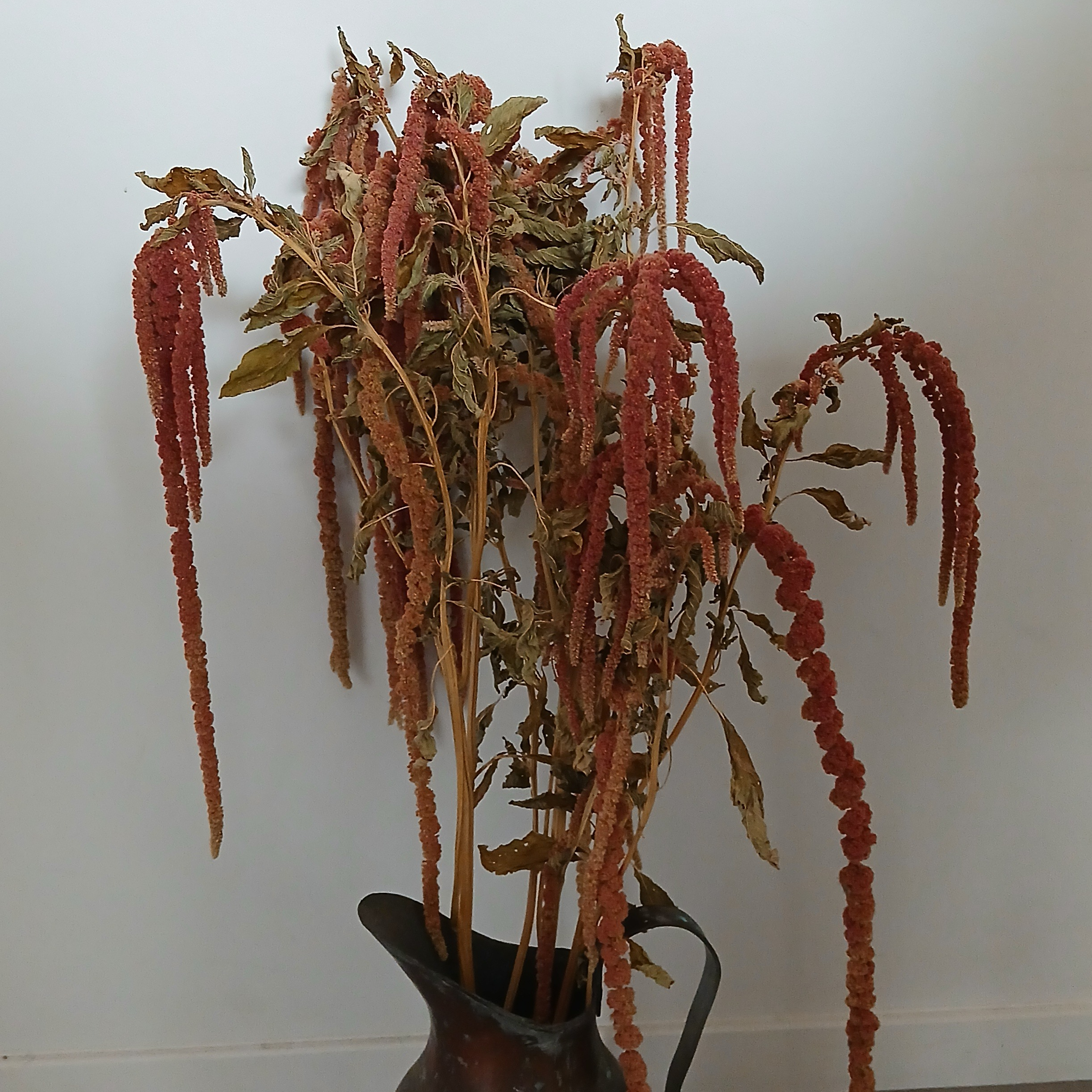 Amarante retombante corail