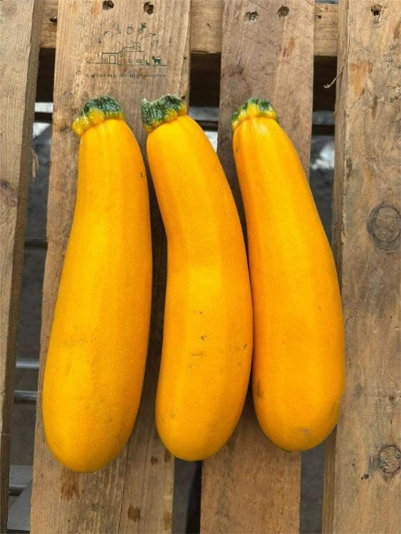 Courgettes jaune