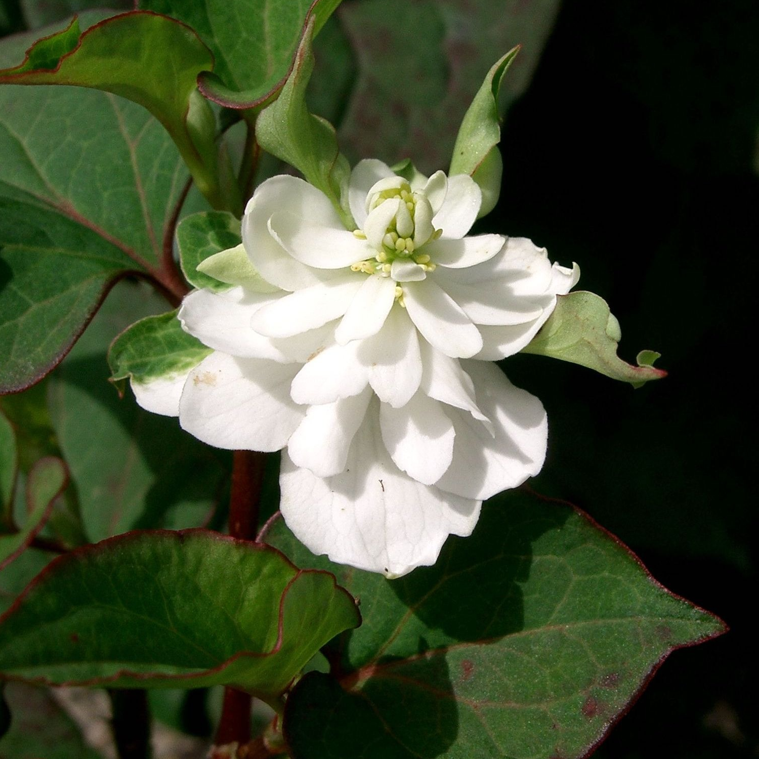 Poivre de Chine 'Flore pleno' Pot 3L