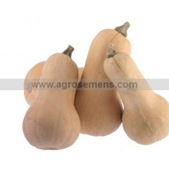 Plant de Butternut