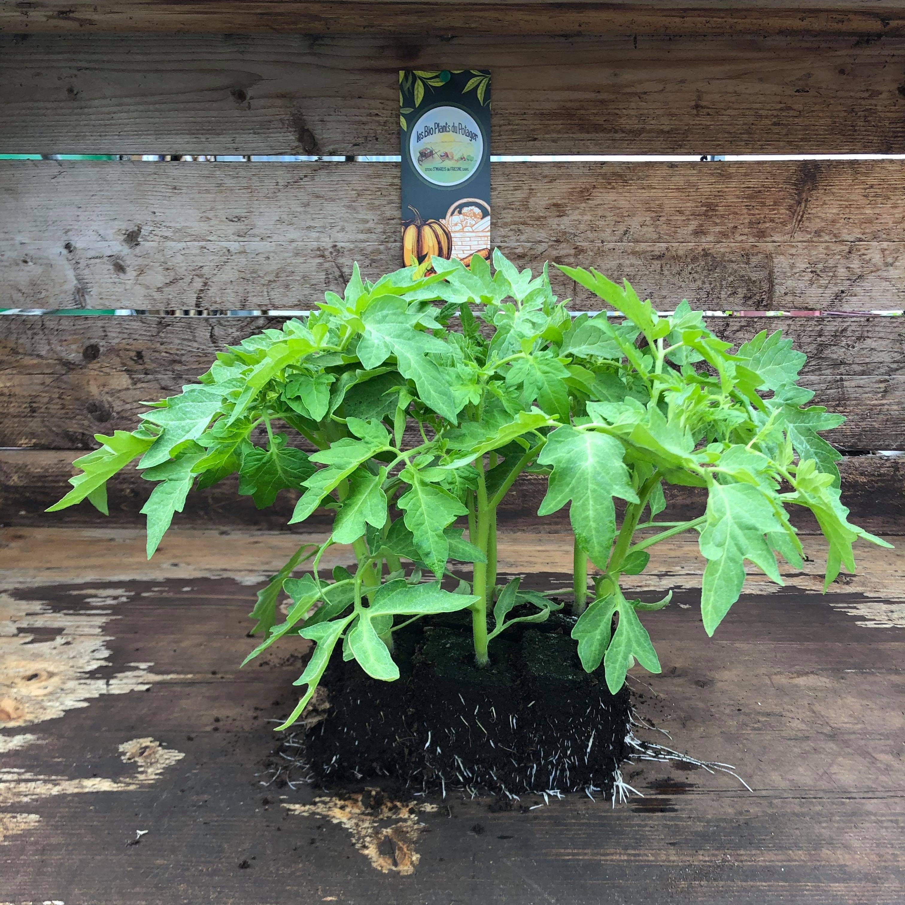 Plant Tomate Coeur De Boeuf - 300g