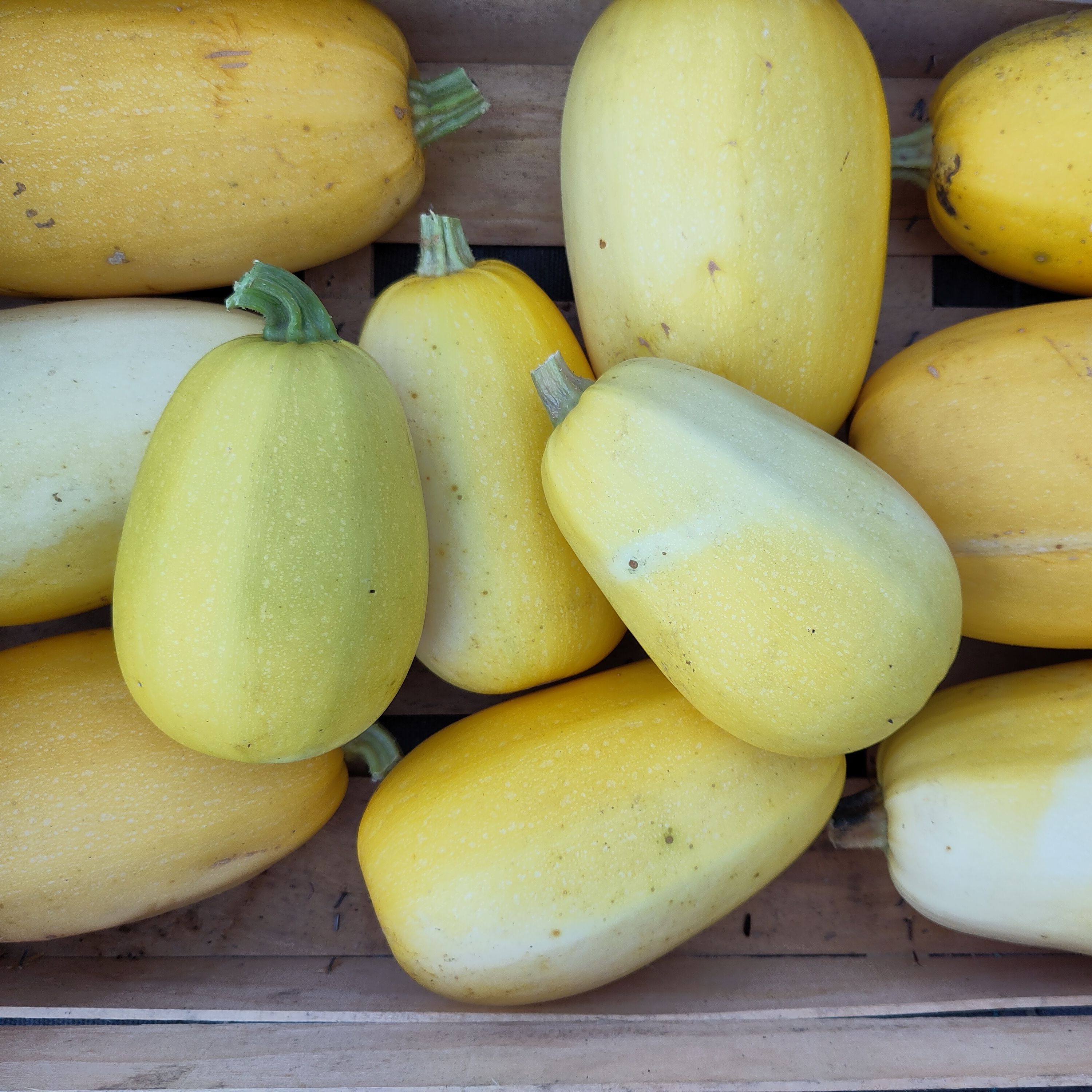 Courge Spaghetti - 1,2kg