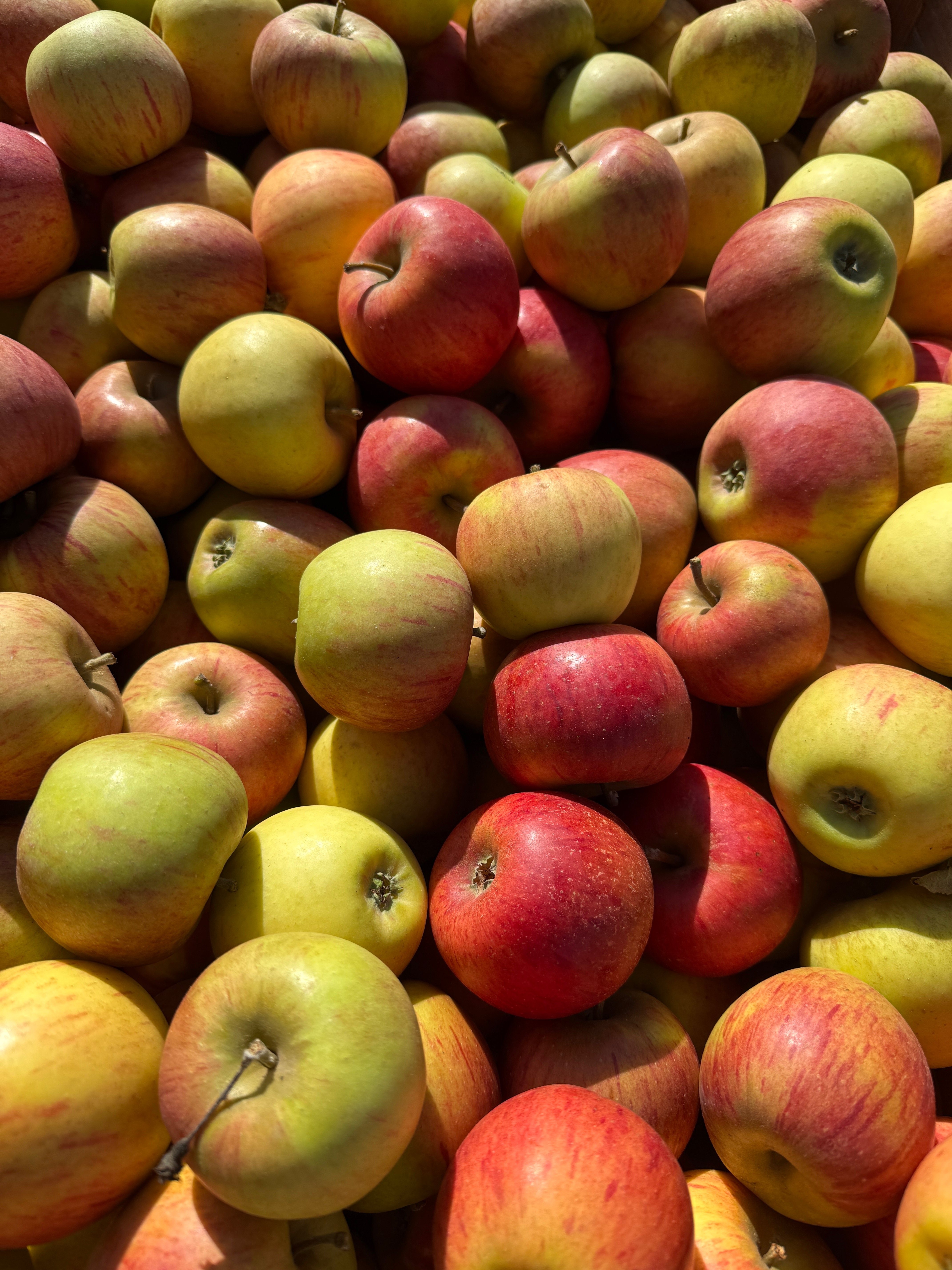 Pomme reine des reinettes - 13kg