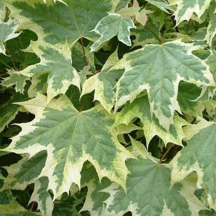 Erable de Norvège panaché - Acer platanoides "Drummondii"