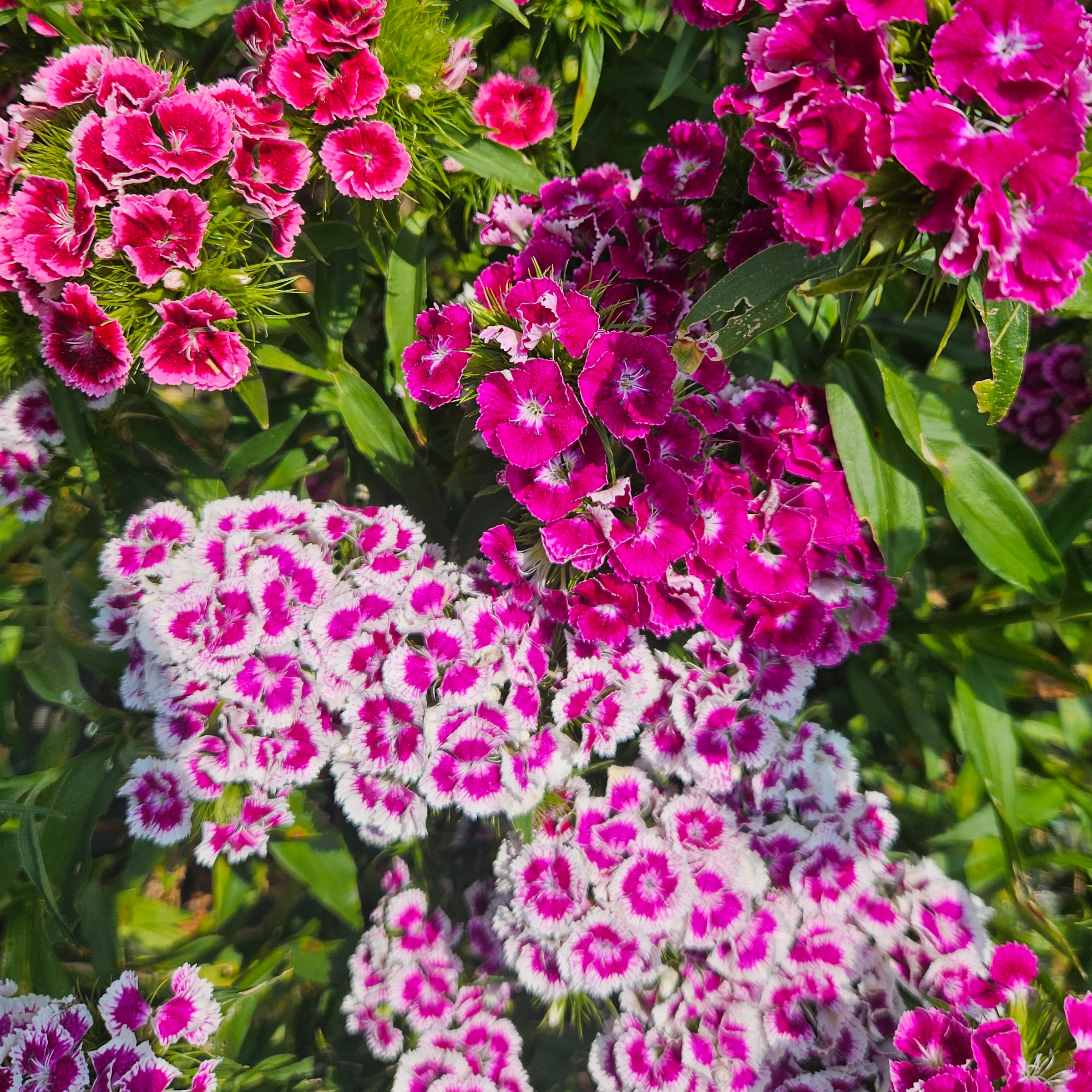 Oeillet Fleurs