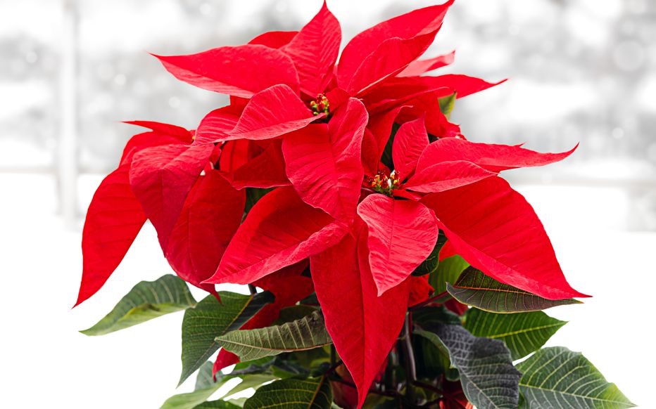 Poinsettia - Étoile de Noël