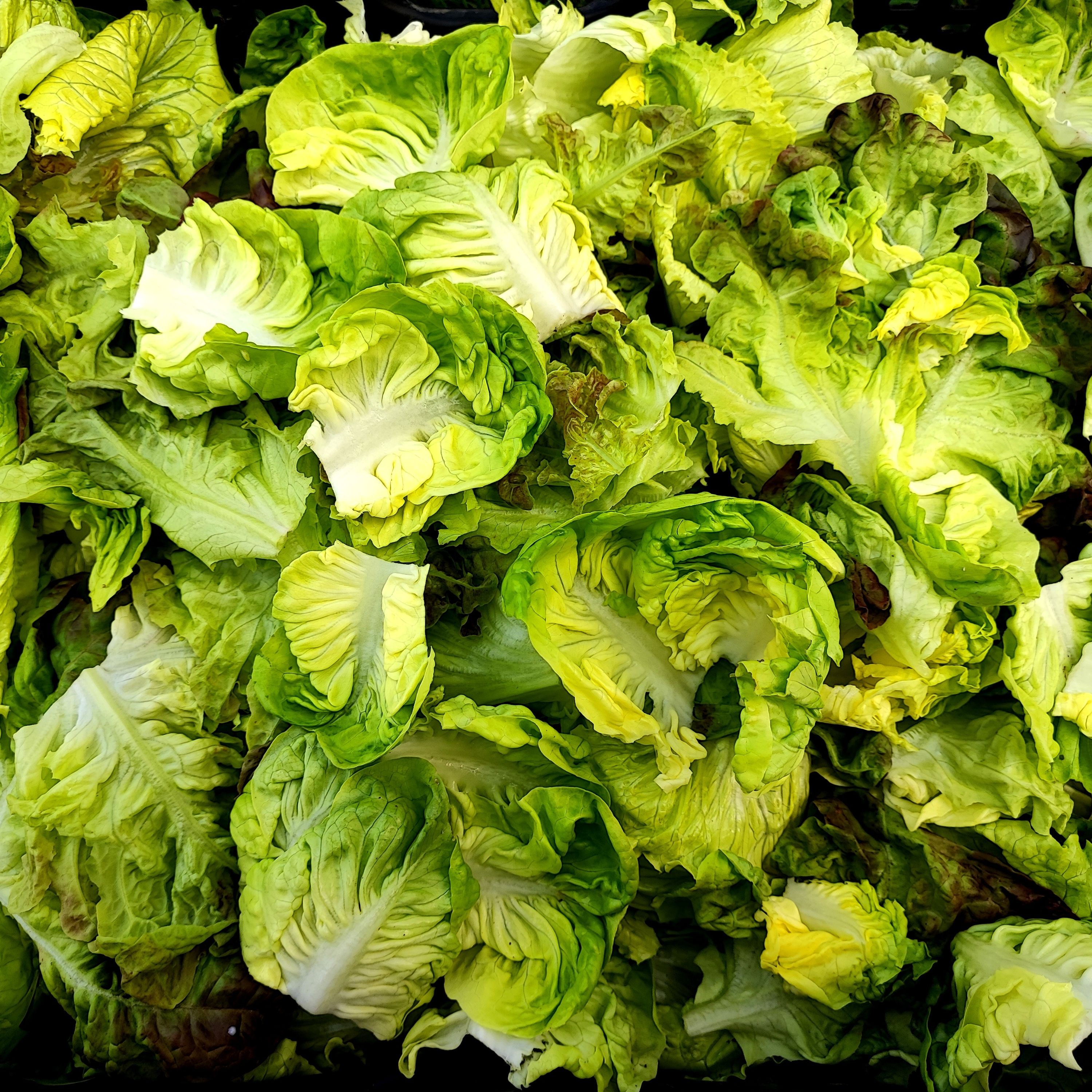 Mélange de feuilles de laitue