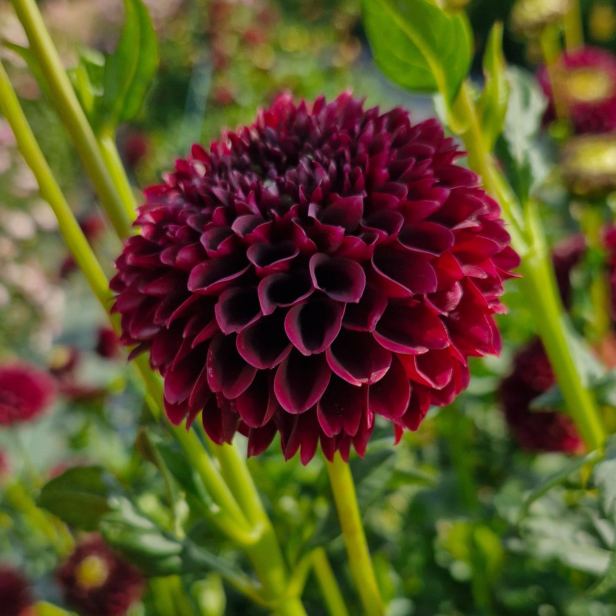 Dahlia Black pierre (botte de 10 tiges)