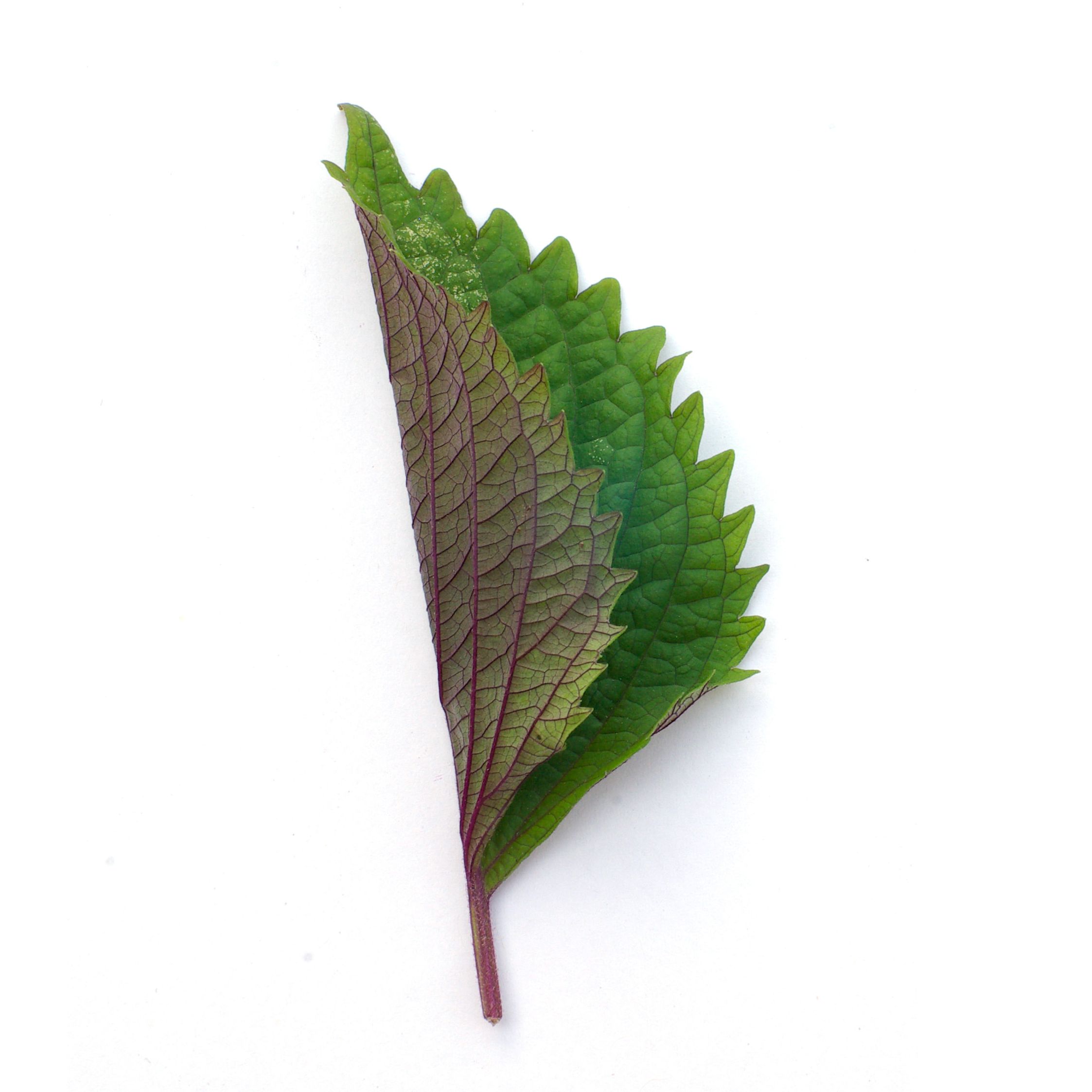 Bouquet - Shiso bicolore - 60g