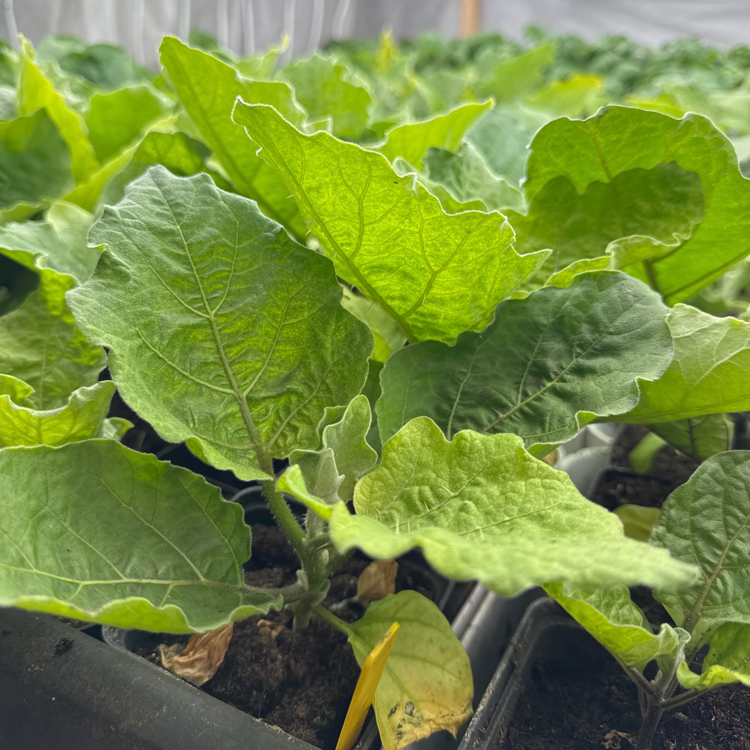 Aubergines - Du Jardin
