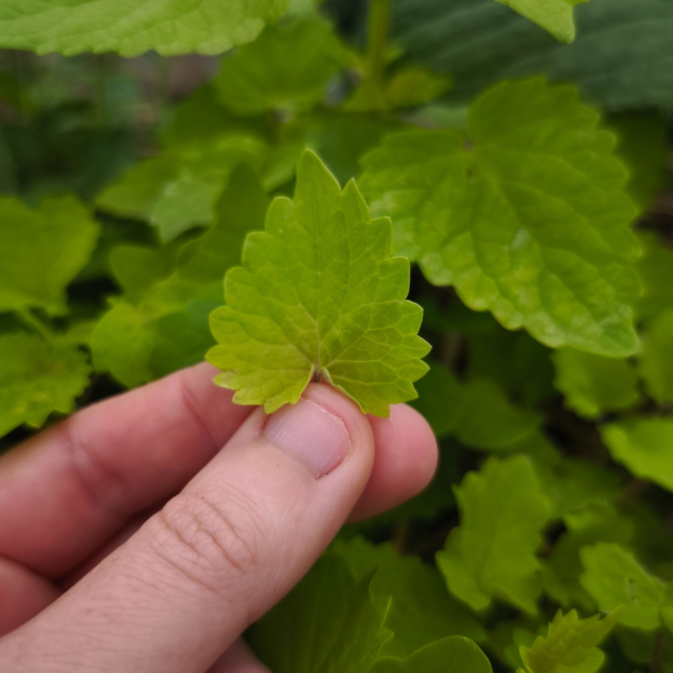 Agastache