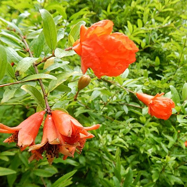 Grenadier nain - pot 2,5L