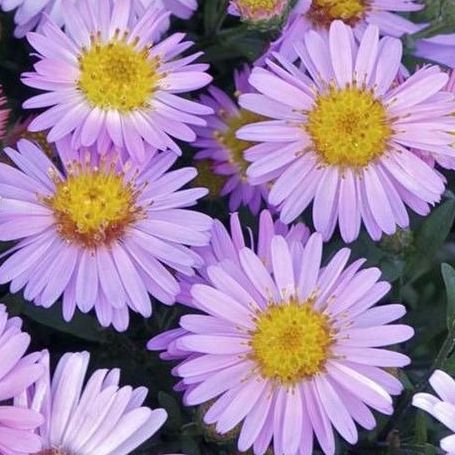 Aster nain (Aster dumosus) 'Marjorie' - 1l