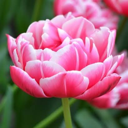 Tulipe Columbus