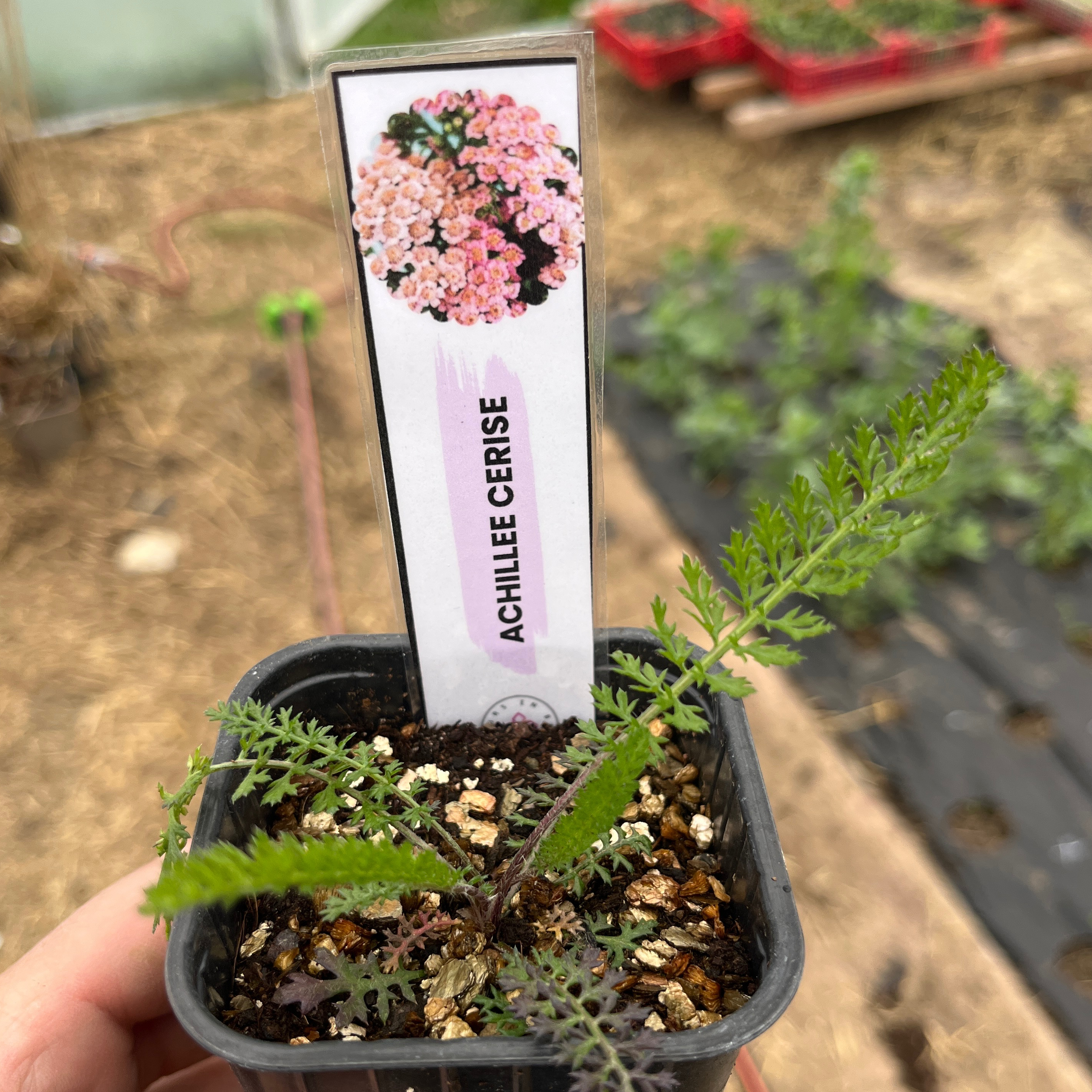 Achillée cerise queen - 4g