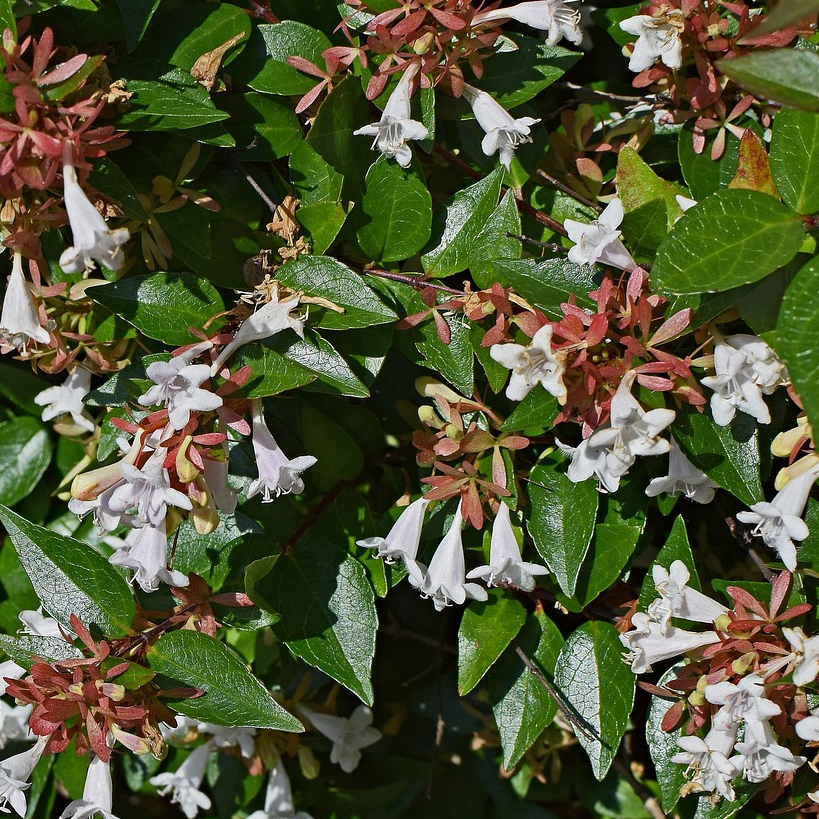 Abelia à grandes fleurs, Abelia grandiflora