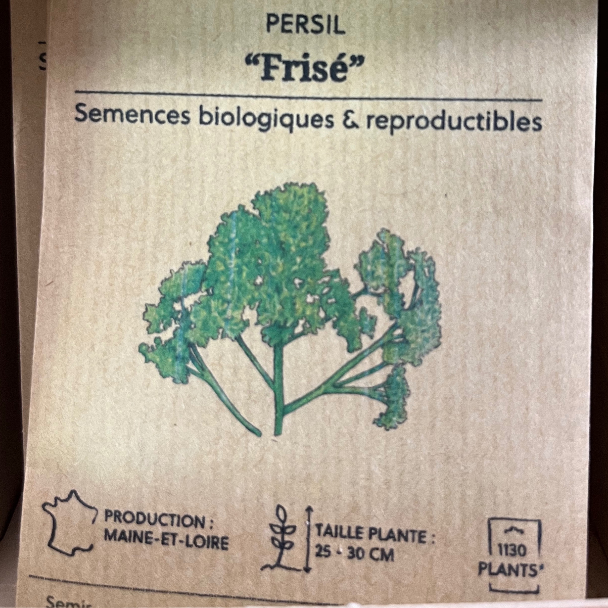 Persil "Frisé"