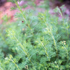 Armoise Cola - pot 1L