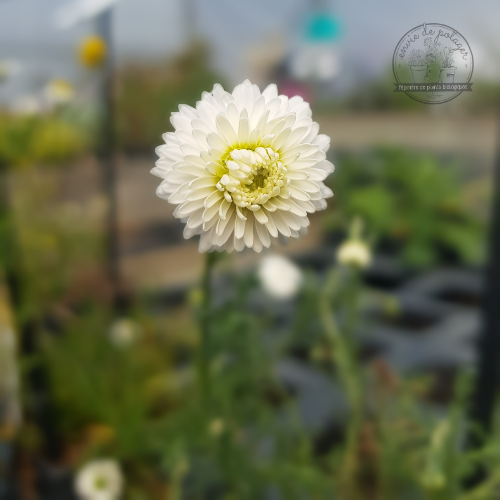 CAMOMILLE ROMAINE À FLEURS DOUBLES P Bio