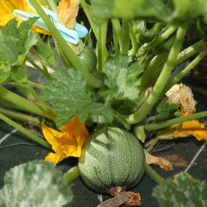 Plant Courgette Ronde Verte - 150g