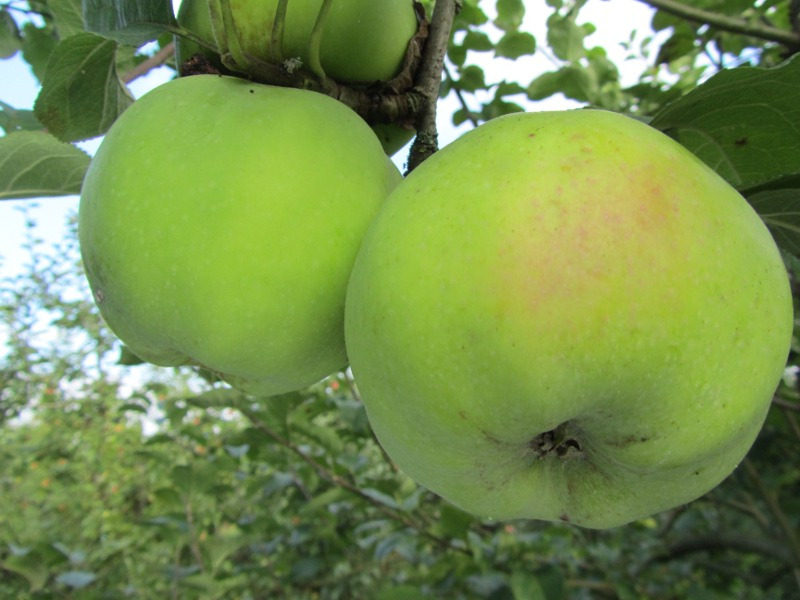 Pommier - Malus domestica "Calville des Prairies"
