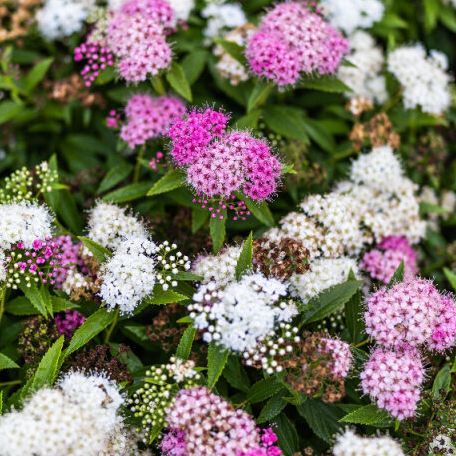 Spirée - Spiraea japonica "Genpei"