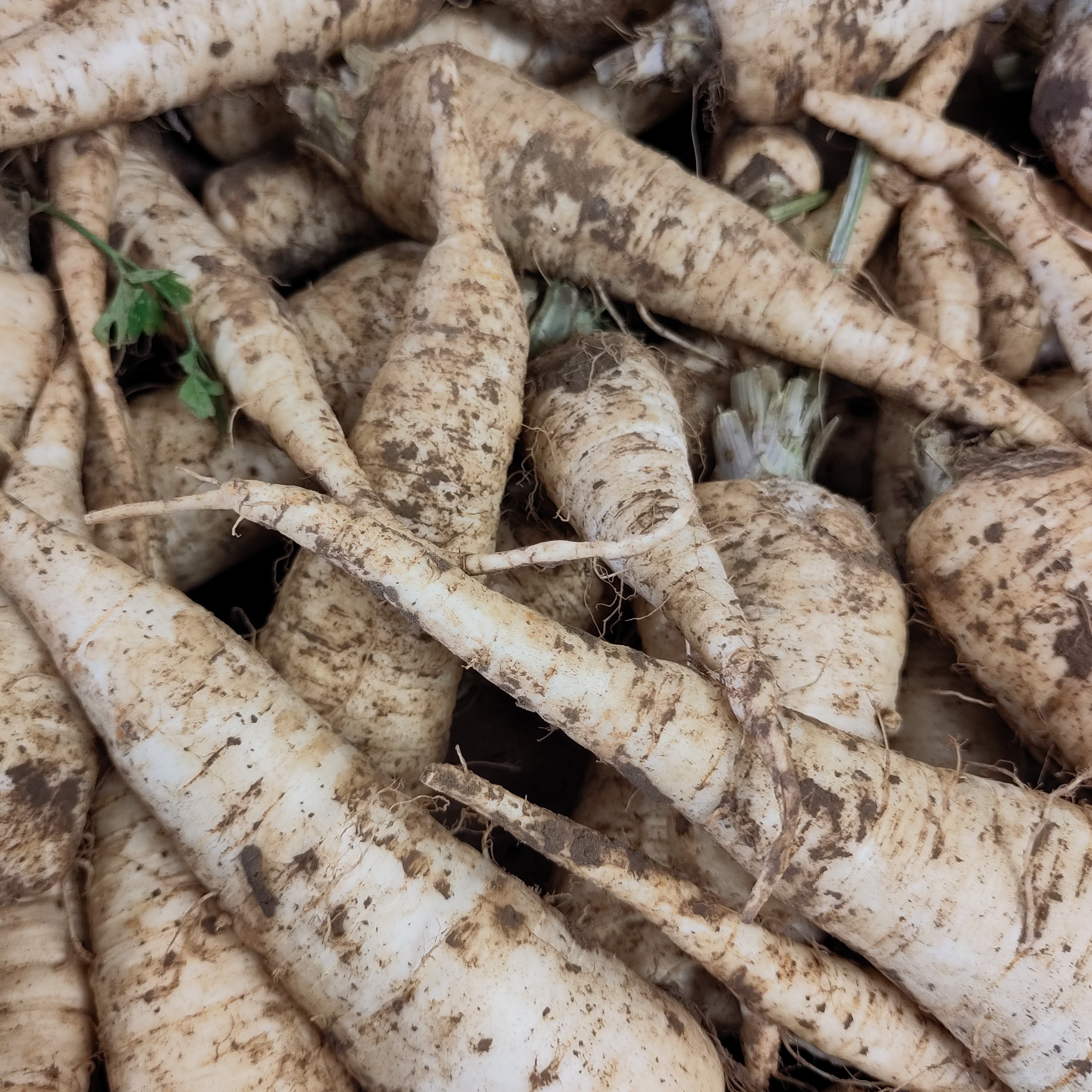 Persil tubéreux BIO