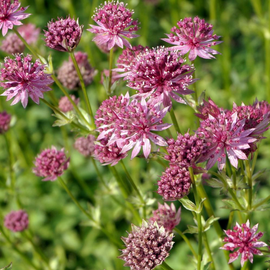 Astrantia major ‘Pink Pride’