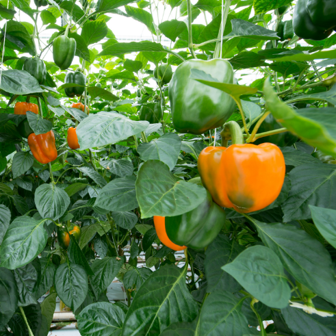 POIVRON cube orange Bio