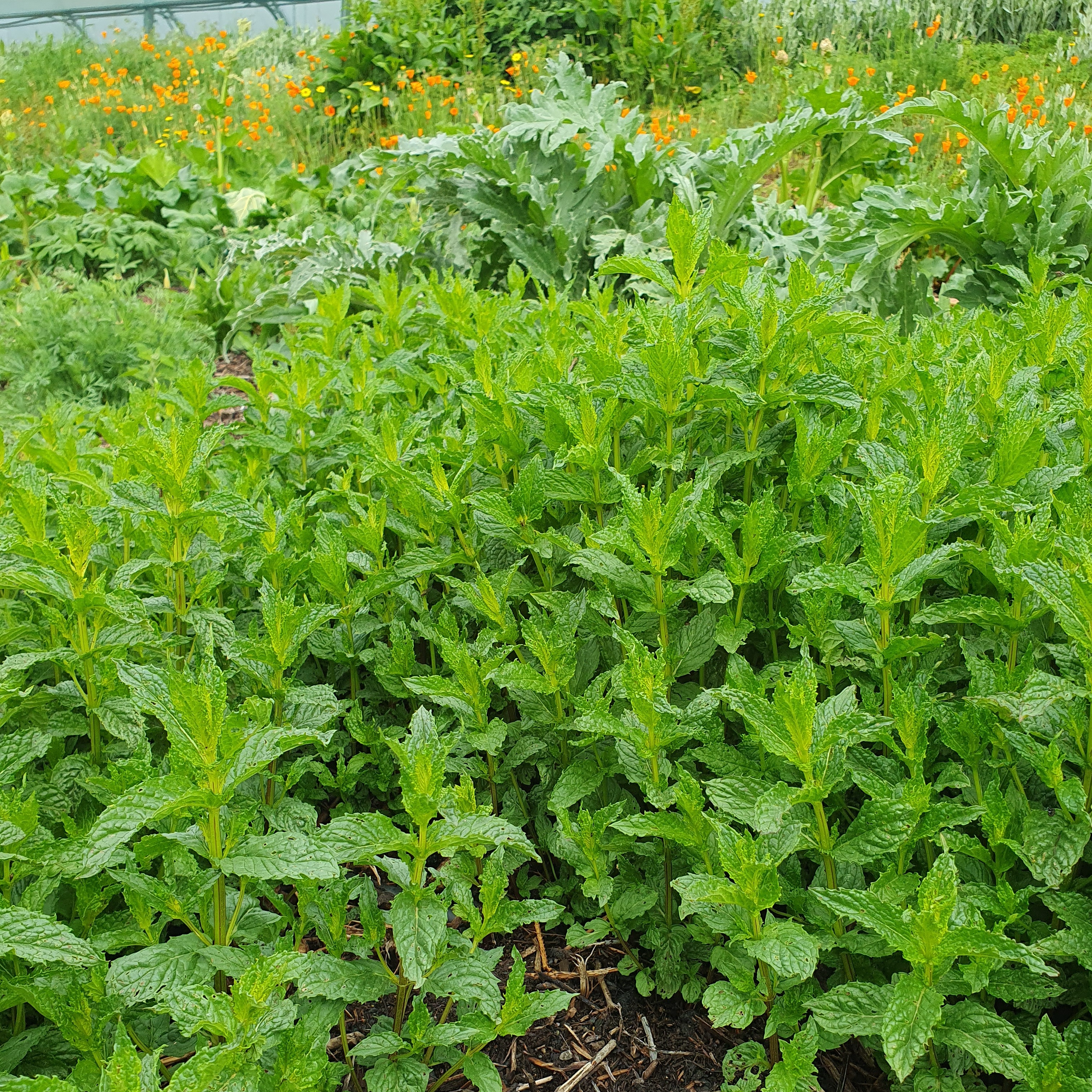 Menthe (bouquet)