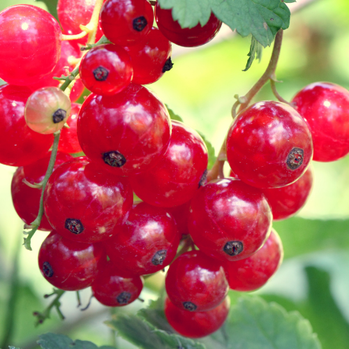 GROSEILLIER À GRAPPES Junifer Bio