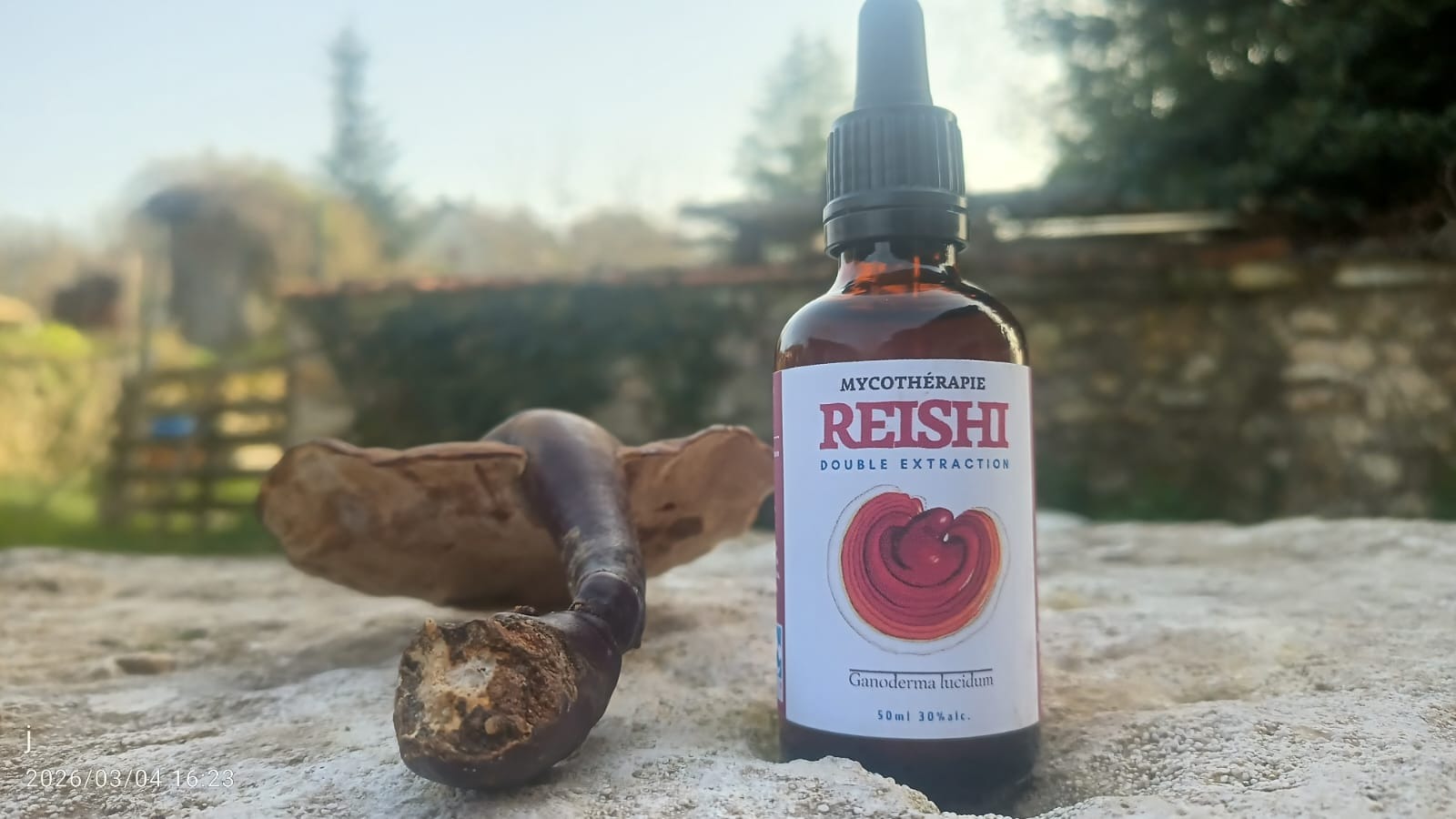 Reishi Tincture - 30ml